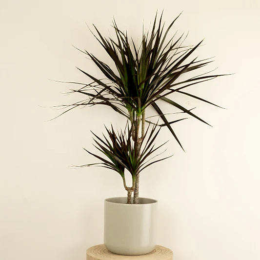 Dragon Tree | Magenta | Potted Houseplants