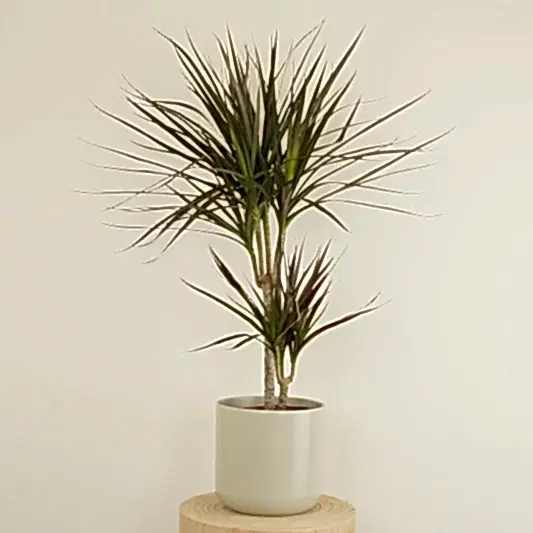 Dragon Tree | Magenta | Trees & Bonsai