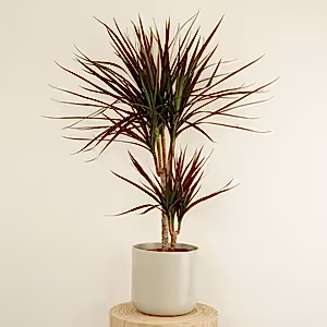 Dragon Tree | Magenta - Indoor Plant