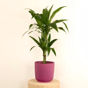 Palm | Janet Craig - Indoor Plant