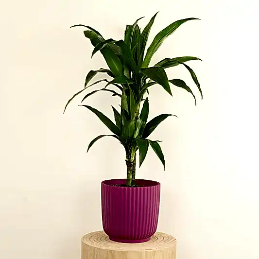 Palm | Janet Craig | 