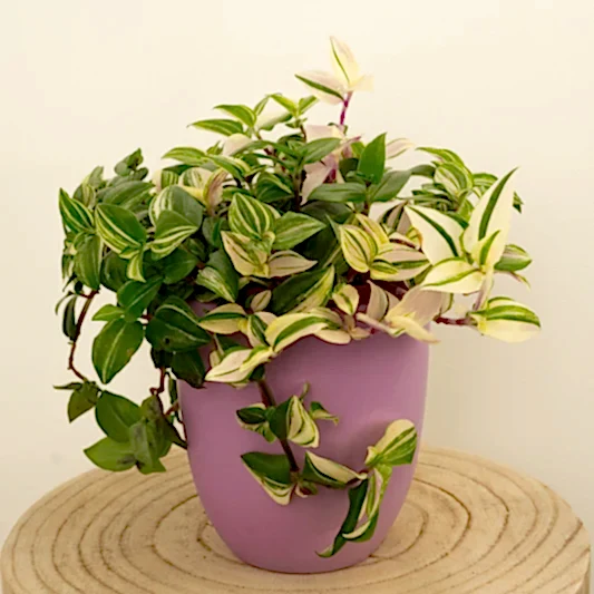 Wandering Dude | Quadricolour | Indoor Hanging Plants