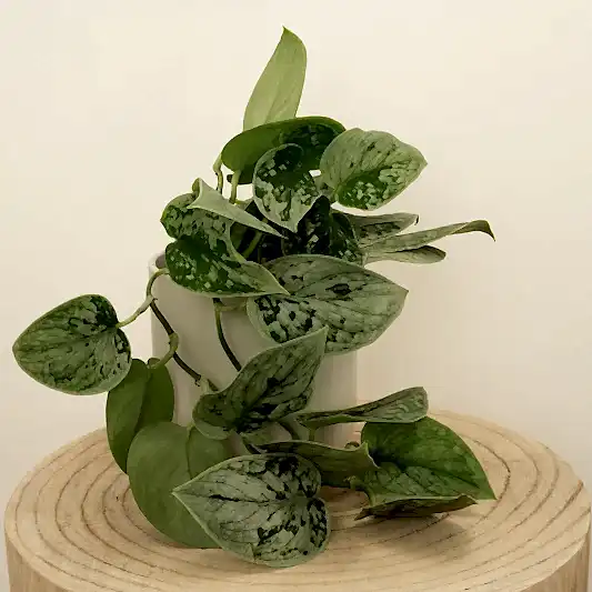 Silver Satin Pothos | Silvery Ann | Potted Houseplants