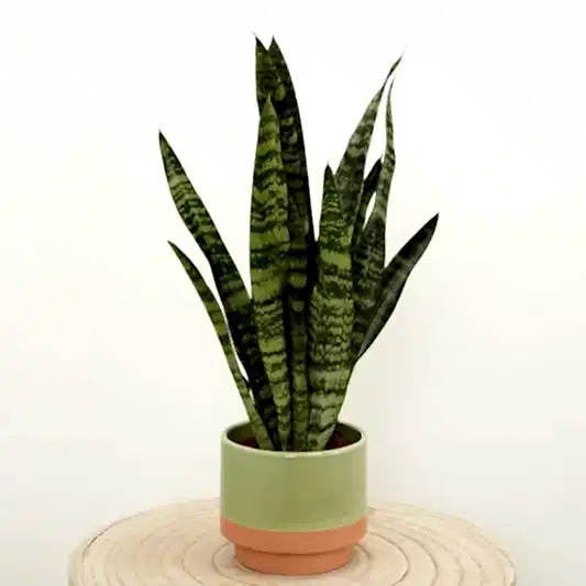 Snake Plant | Zeylanica | Indoor Succulent Plants