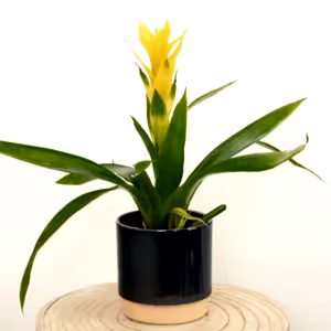 Bromeliad | Guzmania | Deseo Yellow - Indoor Plant