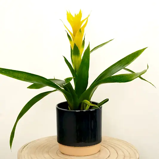 Bromeliad | Guzmania | Deseo Yellow | Bromeliad & Guzmania