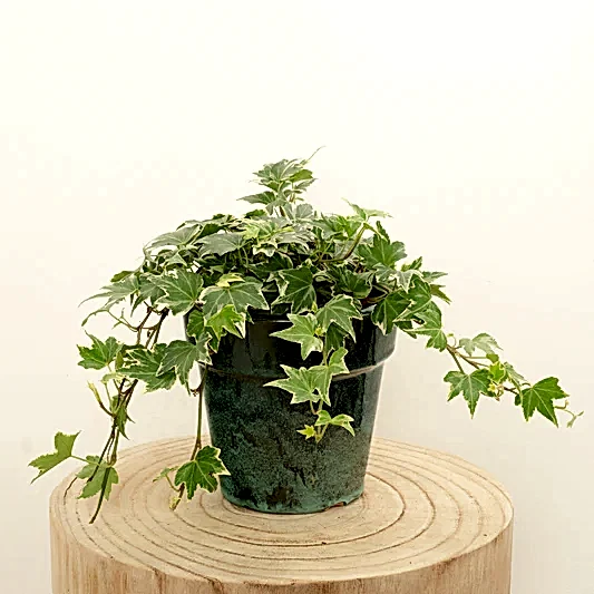English Ivy | White Ripple | Indoor Hanging Plants
