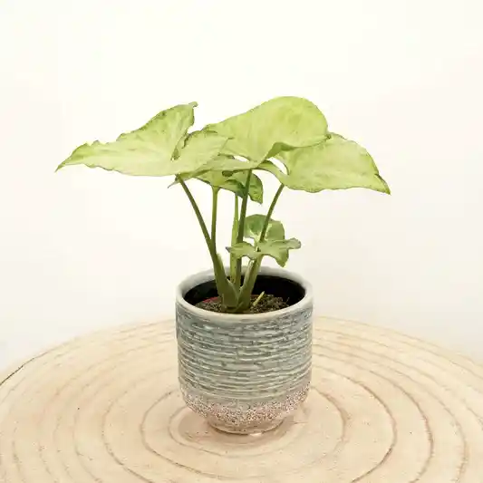 Arrowhead Vine | White Butterfly | Climbing & Vine Plants