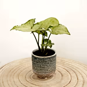 Arrowhead Vine | White Butterfly - Indoor Plant