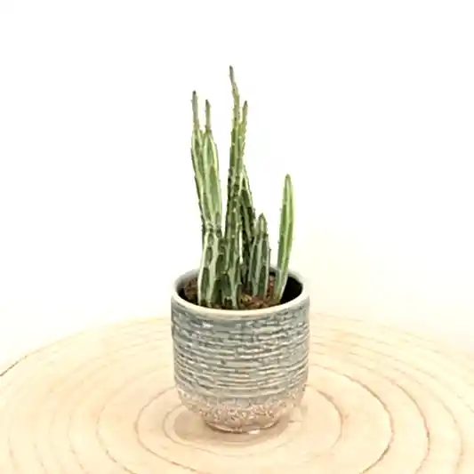 Pickle Plant | Indoor Succulent Plants
