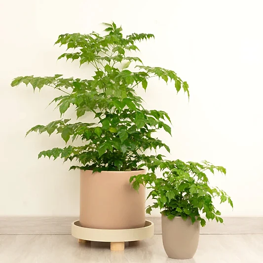 China Doll Plant | Trees & Bonsai