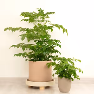 China Doll Plant - Indoor Plant