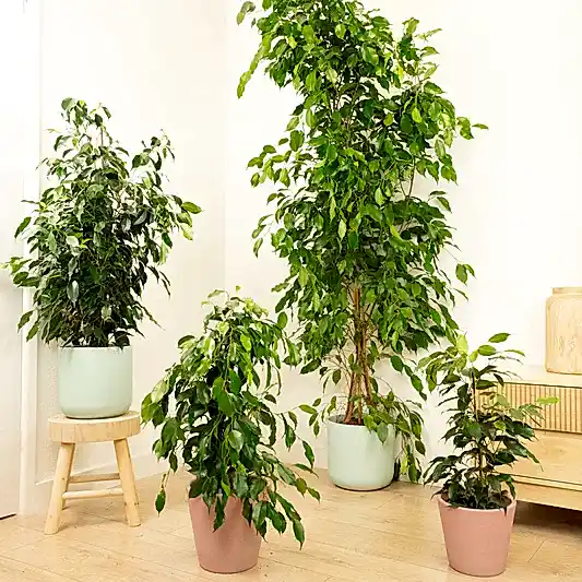 Weeping Fig | Danielle | 