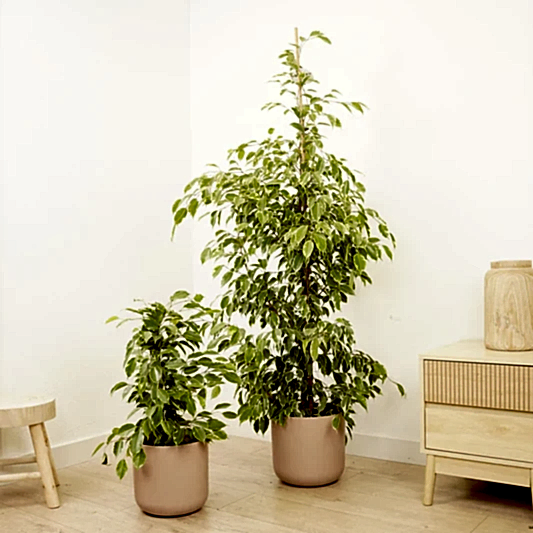 Weeping Fig | Golden King | 