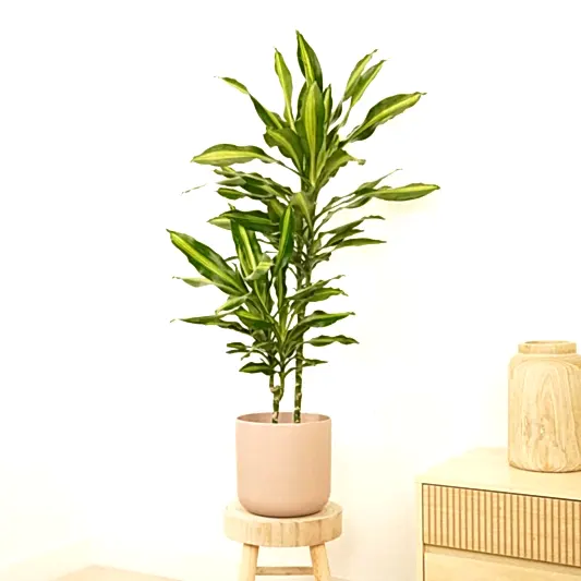 Corn Plant | Cintho | Dracaena Plants