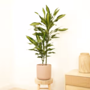Corn Plant | Cintho - Indoor Plant