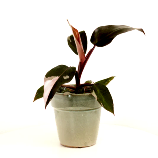 Pink Princess Philo | Rare Plant | Foliage Plants