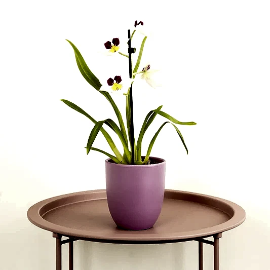 Pansy Orchid | Potted Houseplants