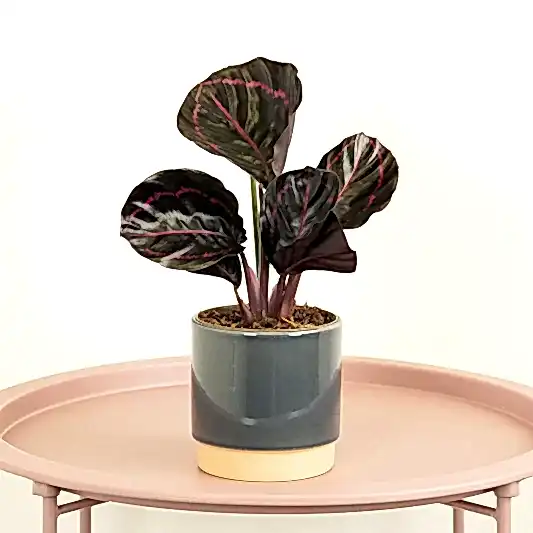 Prayer Plant | Roseo Dottie | Large Leaf Plants