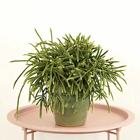 Mousetail Cactus | Horrida | Pet Safe Plants