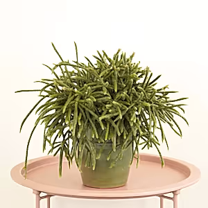 Mousetail Cactus | Horrida - Indoor Plant