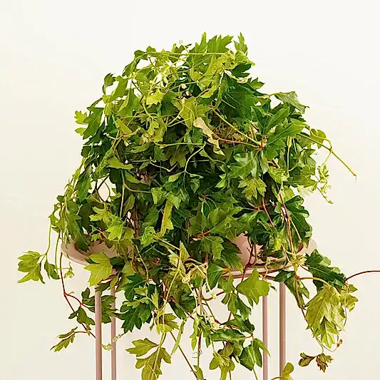Grape Ivy | XL | Indoor Hanging Plants
