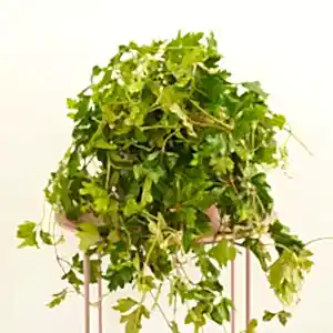Grape Ivy | XL - Indoor Plant