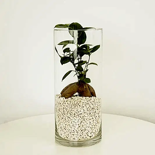 Pot Belly Fig | Terrarium | Ficus & Fig Plants