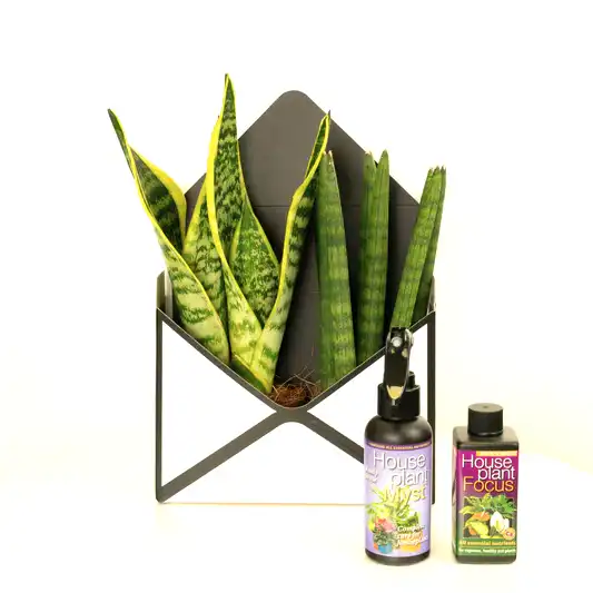 Snake Plant Gift Box | Perfect Plants for Under £50