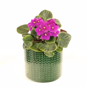 African Violet | Maroon - Indoor Plant