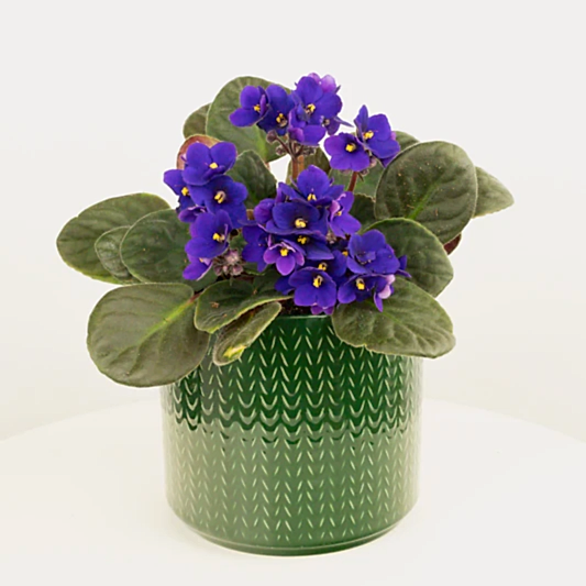 African Violet | Purple | Indoor Succulent Plants