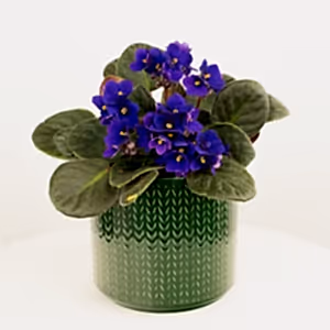 African Violet | Purple - Indoor Plant