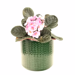African Violet | Pink - Indoor Plant