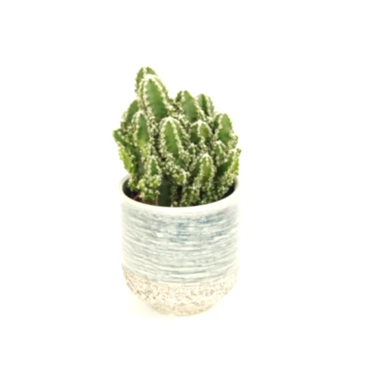 Apple Cactus | Paolina | Indoor Cactus Plants
