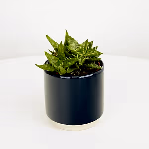 Aloe Vera | Squarosa - Indoor Plant