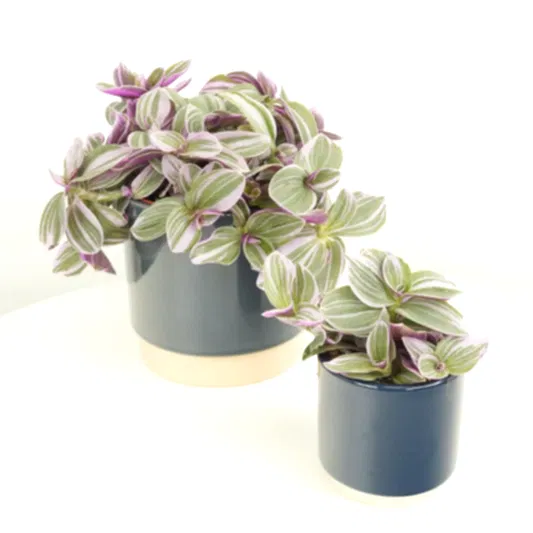 Wandering Dude | Sweetness | Indoor Hanging Plants