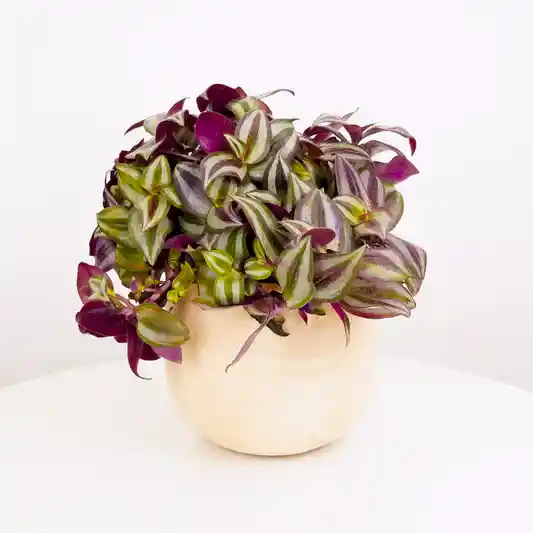 Wandering Dude | Violet Hill | Potted Houseplants