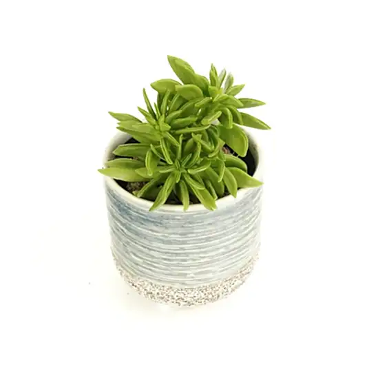 Peperomia | Happy Bean Tanz | Pilea & Peperomia Plants