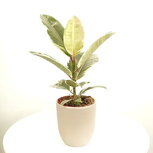 Rubber Tree | Tineke | Potted Houseplants