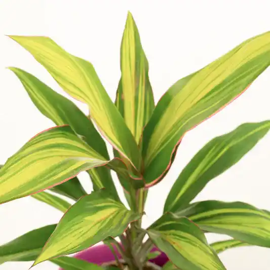 Good Luck Plant | Kiwi | Potted Houseplants