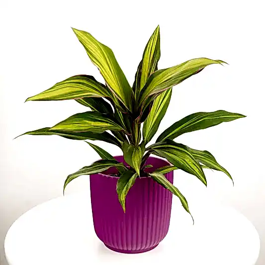 Good Luck Plant | Kiwi | Palm Houseplants