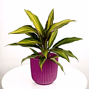 Good Luck Plant | Kiwi - Indoor Plant