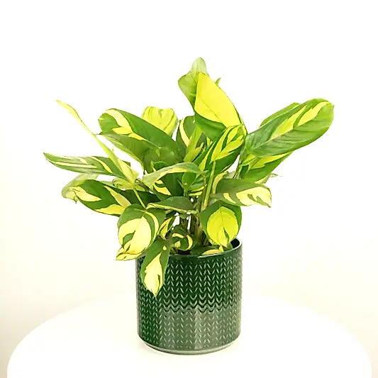 Never Never Plant | Pilosa Mosaic | Large Leaf Plants