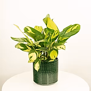 Never Never Plant | Pilosa Mosaic - Indoor Plant