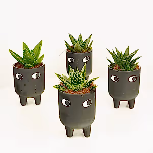 Leggy Alfie - Indoor Plant