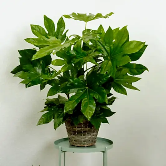 Japanese Aralia | Castor Oil Plant | Trees & Bonsai
