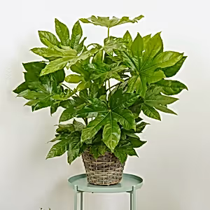 Japanese Aralia | Castor Oil Plant - Indoor Plant