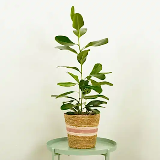 Jamaican Cherry Fig | Smile | 