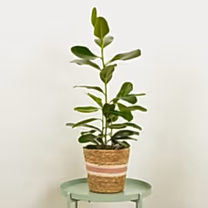 Jamaican Cherry Fig | Smile - Indoor Plant