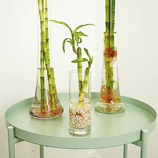 Lucky Bamboo | Vase | Potted Houseplants